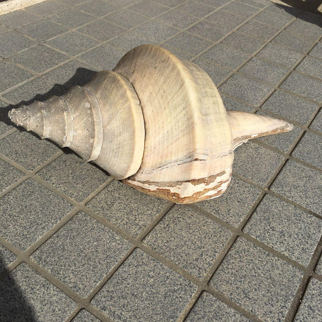 アラフラオオニシ貝　長さ約48cm 　大型　法螺貝　オブジェ 置物 貝