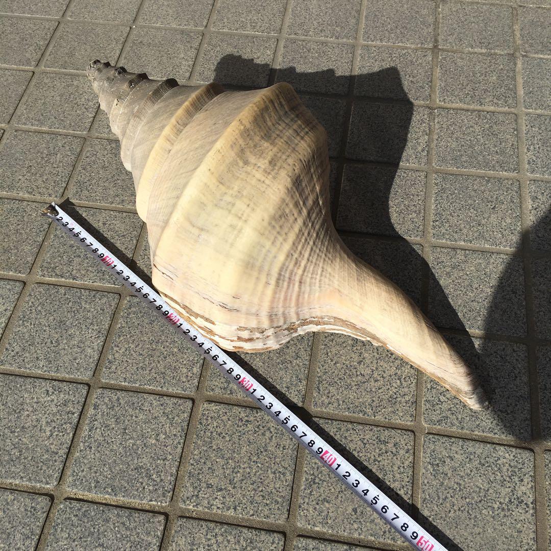 アラフラオオニシ貝　長さ約48cm 　大型　法螺貝　オブジェ 置物 貝