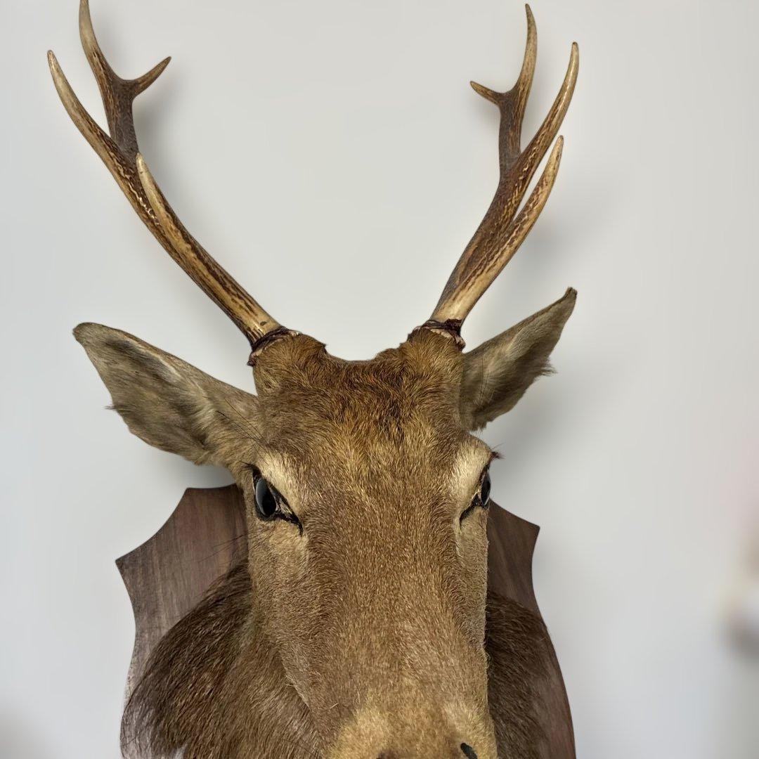 ⭐️鹿ノ剥製　ニホンジカ　壁飾り 本物 リアル⭐️