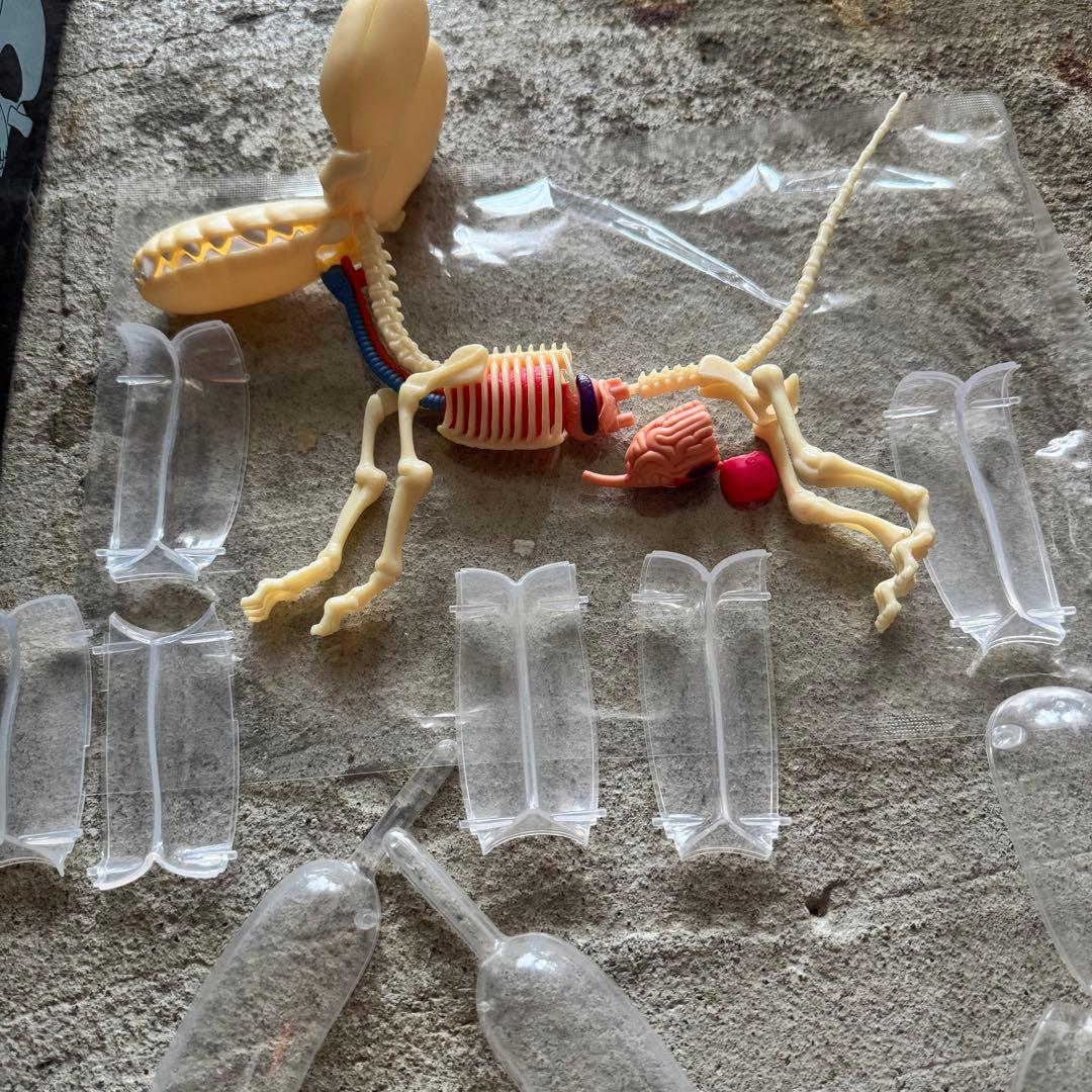 4DMASTER Balloon Dog Anatomy バルーンドッグ