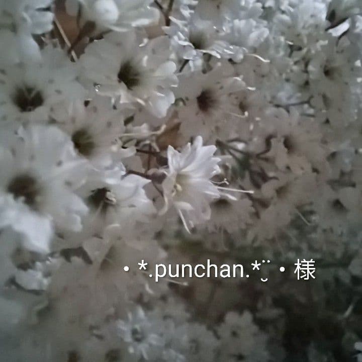 ・*.punchan‪‪‪.*¨̮・様 魔女の棲む森 ～ 雪の日の花畑 ～