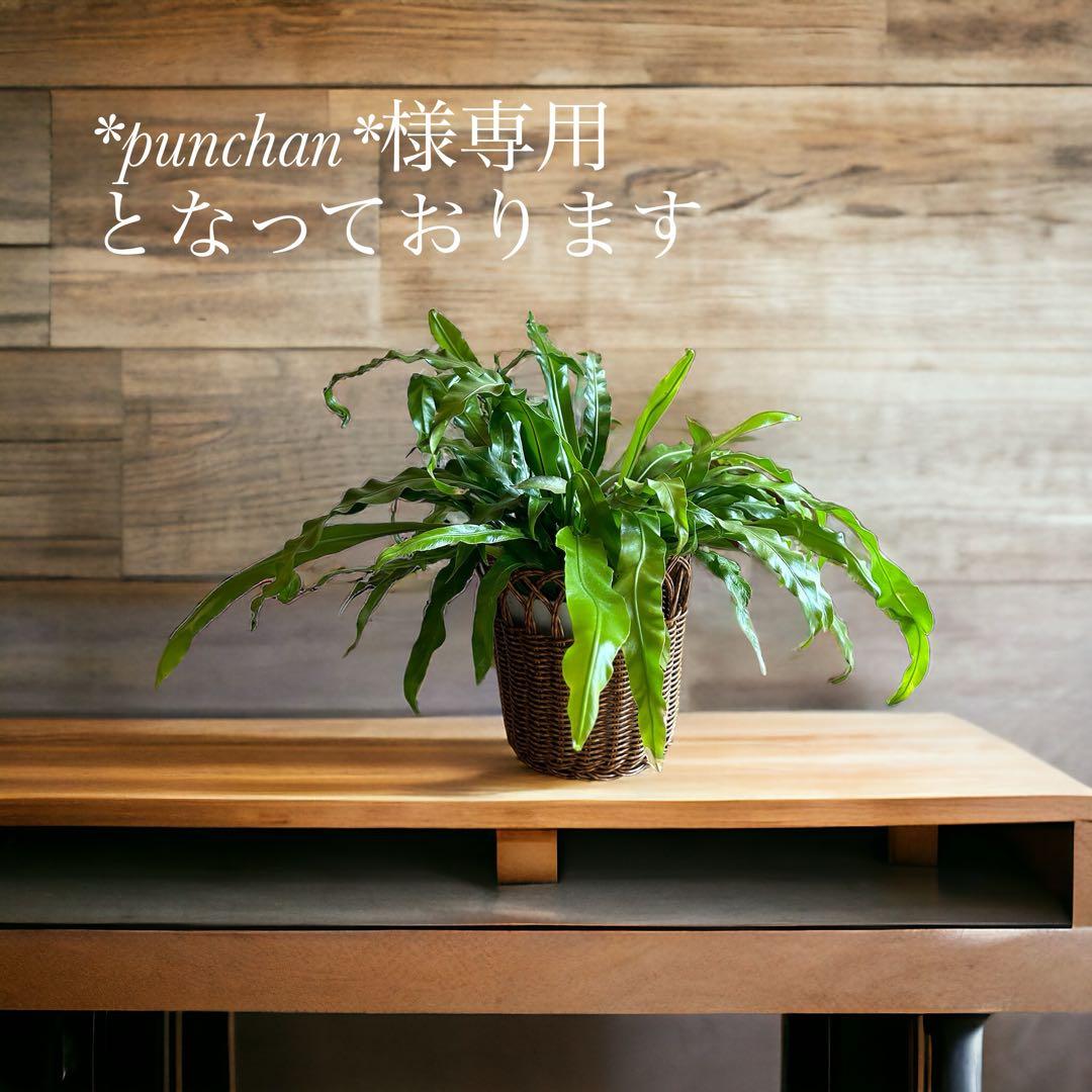 ハンギングバスケット　洗えるかご　リモコン入れやドライフラワー飾りなどに