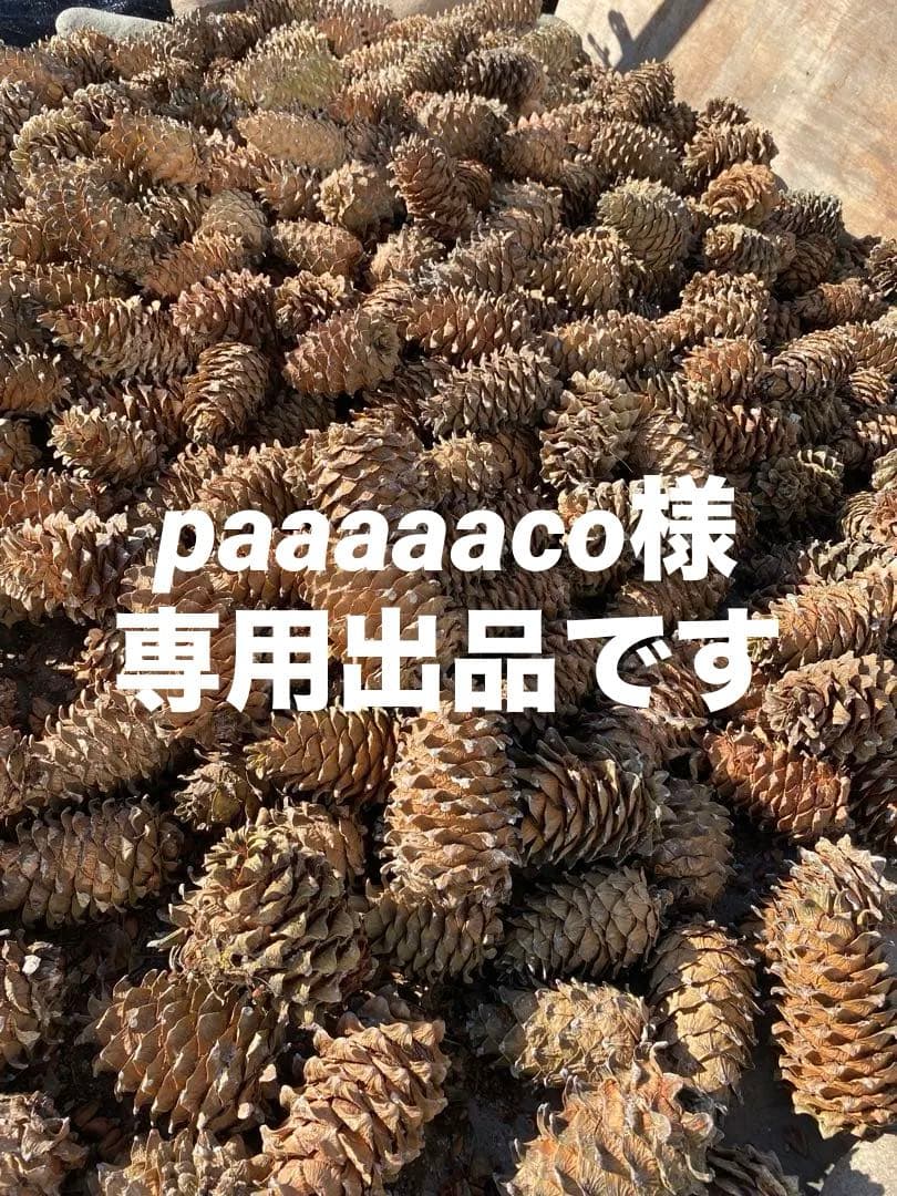 ￼ジャンボ松ぼっくり　その他