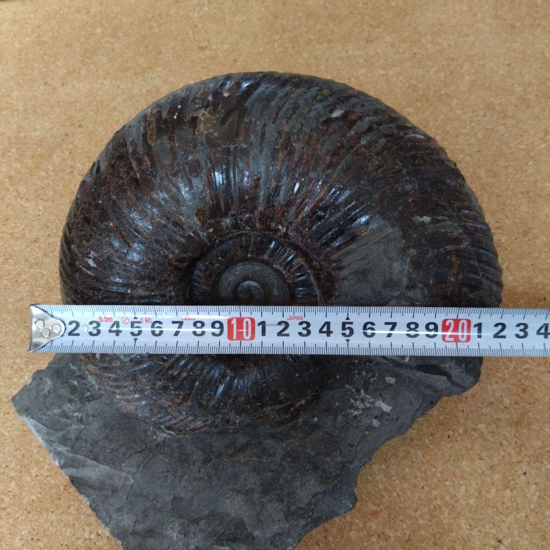 k*u様 アンモナイト化石（92）