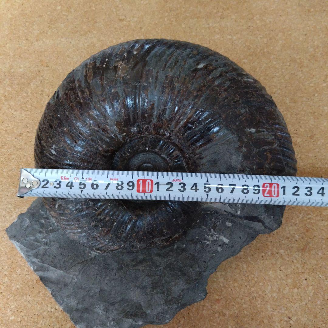 k*u様 アンモナイト化石（92）