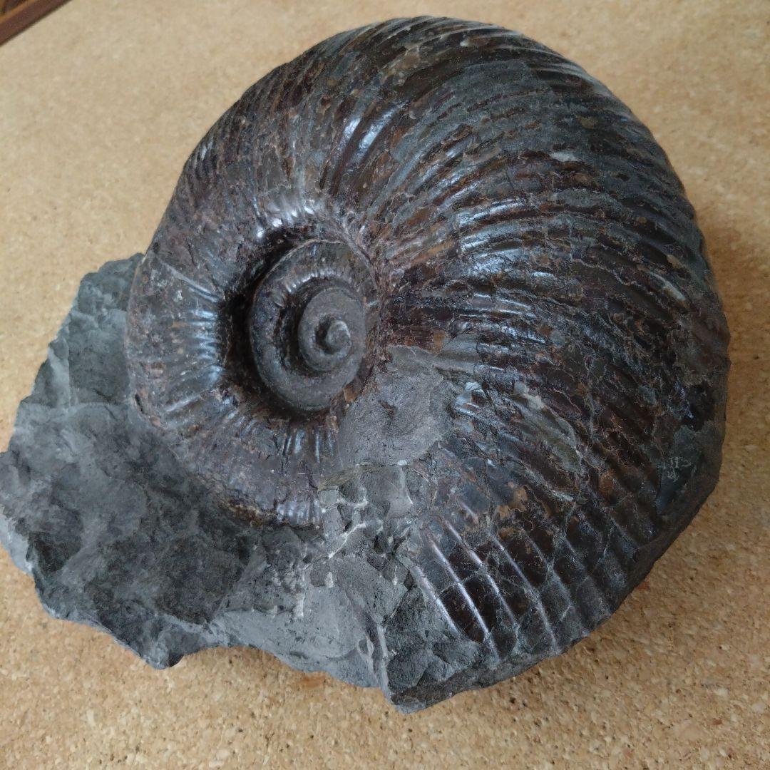 k*u様 アンモナイト化石（92）