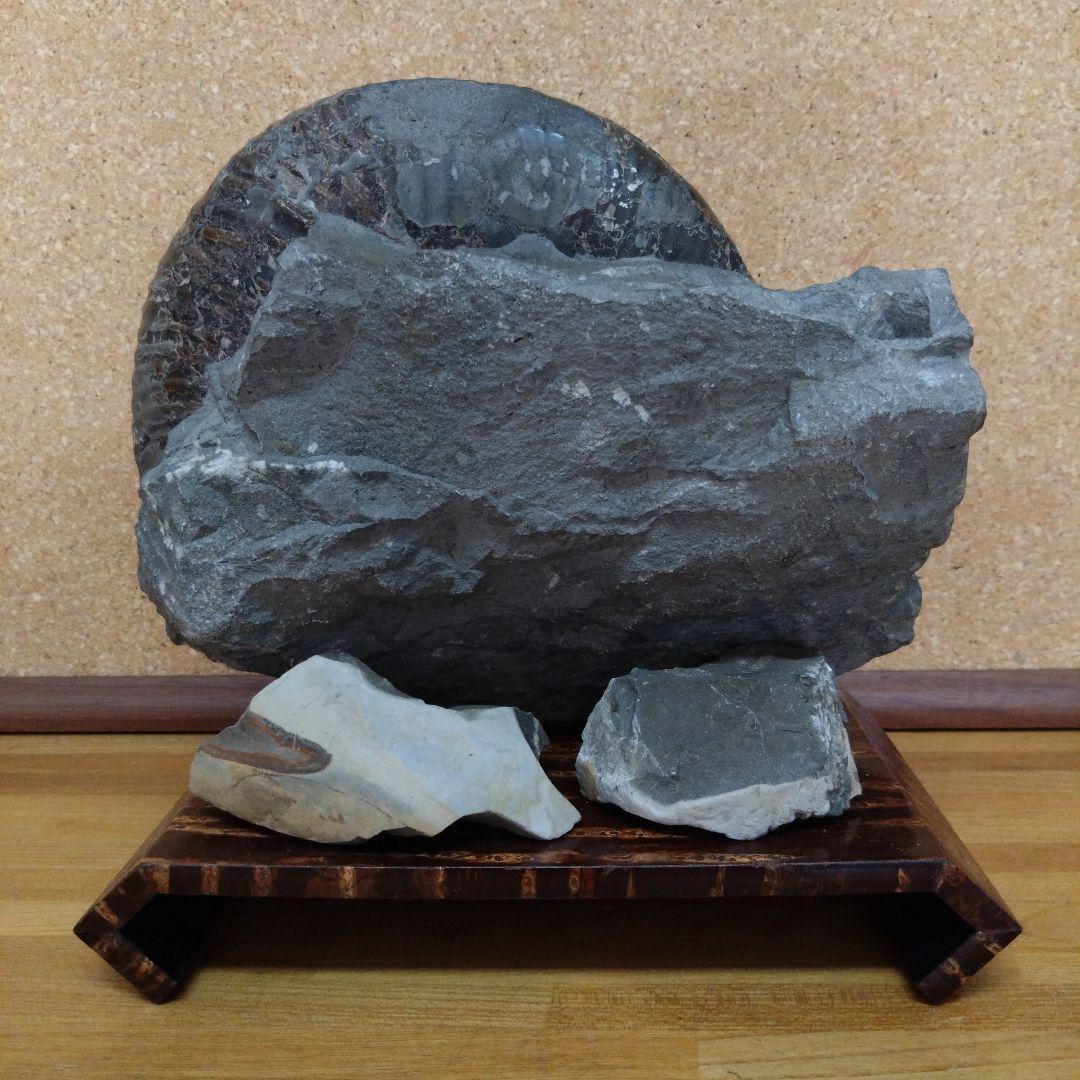 k*u様 アンモナイト化石（92）