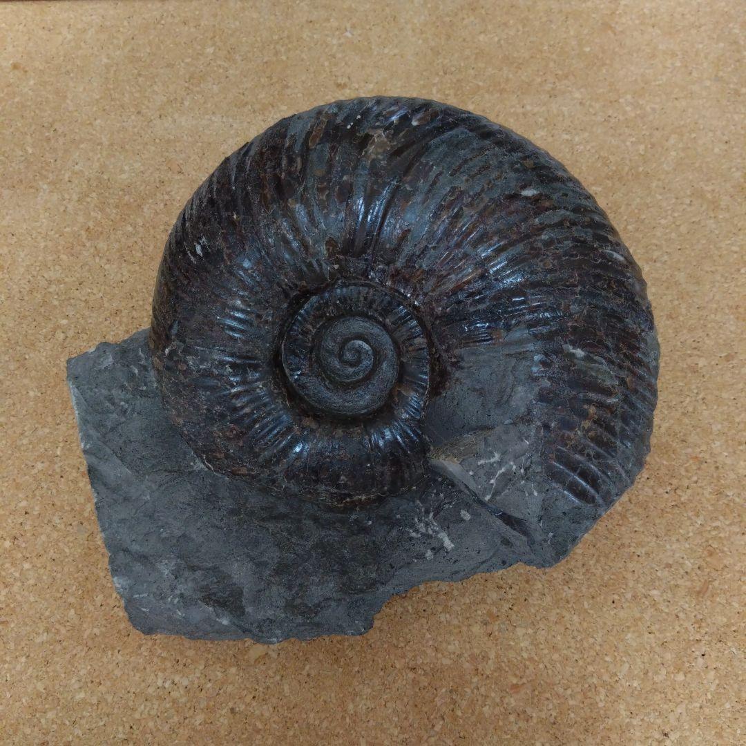 k*u様 アンモナイト化石（92）
