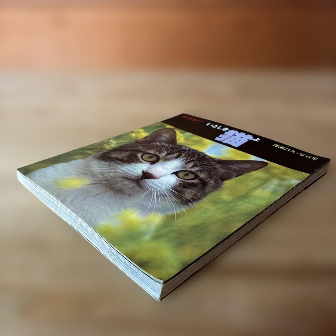 深瀬昌久　サスケ!!いとしき猫よ　写真集