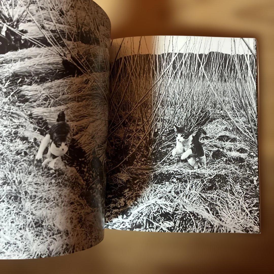 深瀬昌久　サスケ!!いとしき猫よ　写真集