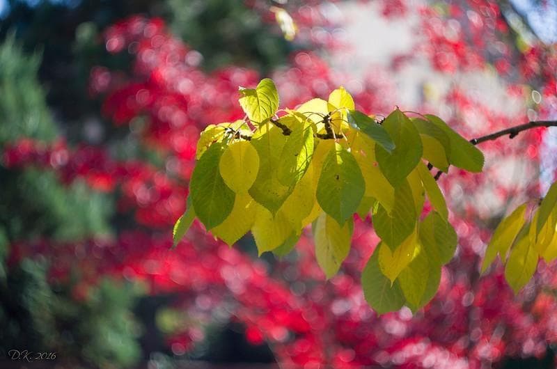 33【限定品】Art Photo Group 限定　ヘリオス44-2