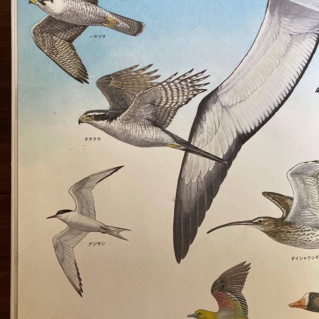 いきものづくし 1-12巻セット