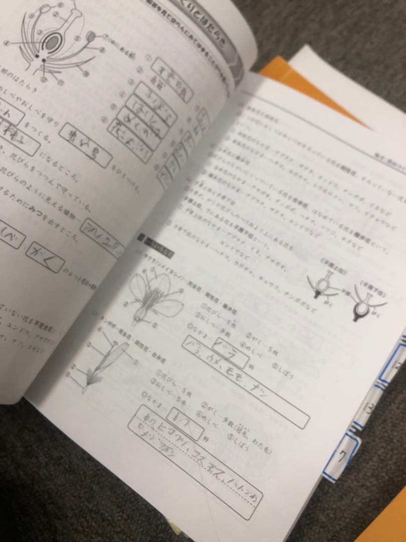 浜学園　小５　国語/算数/理科/春/夏/冬　テキスト　2021年使用版　 中古