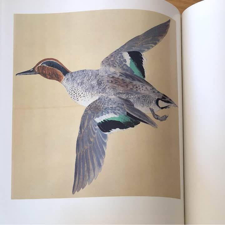 御舟 速水御舟作品と素描 全二巻