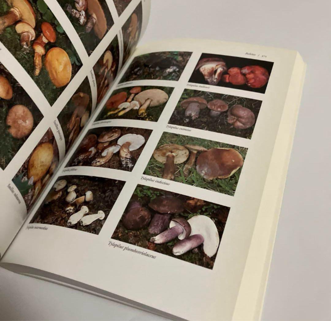 洋書　きのこ図鑑　北アメリカ北東部のきのこ