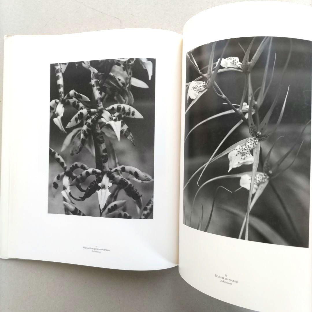 Die Welt der Pflanze/アルベルト・レンガー=パッチュ 写真集