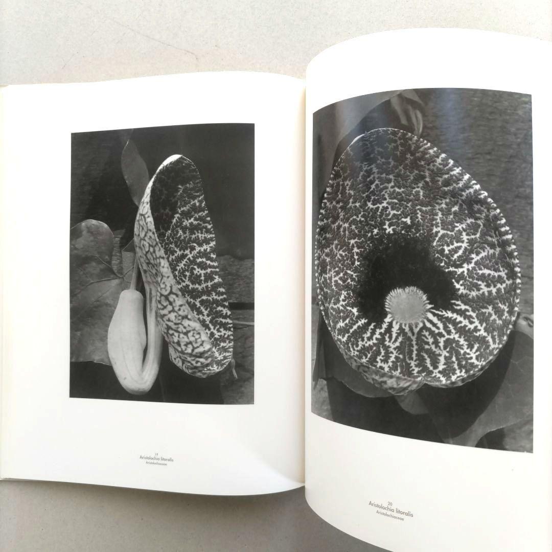 Die Welt der Pflanze/アルベルト・レンガー=パッチュ 写真集