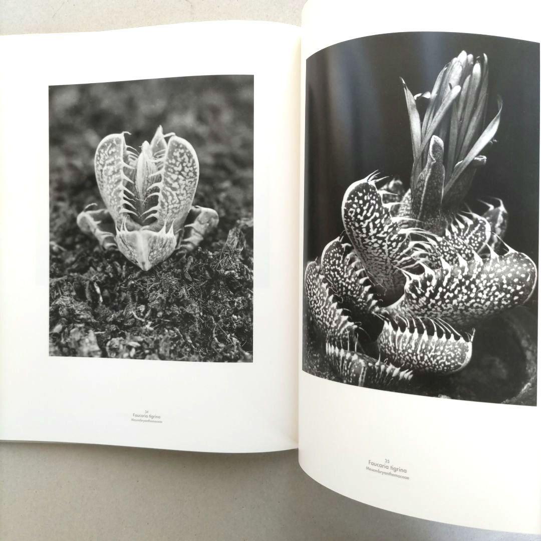 Die Welt der Pflanze/アルベルト・レンガー=パッチュ 写真集