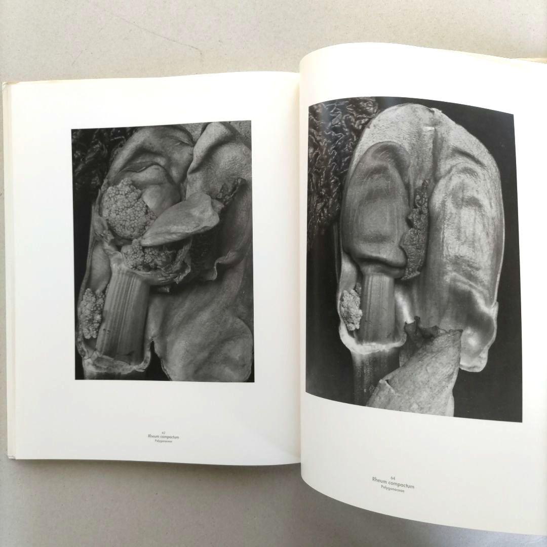 Die Welt der Pflanze/アルベルト・レンガー=パッチュ 写真集