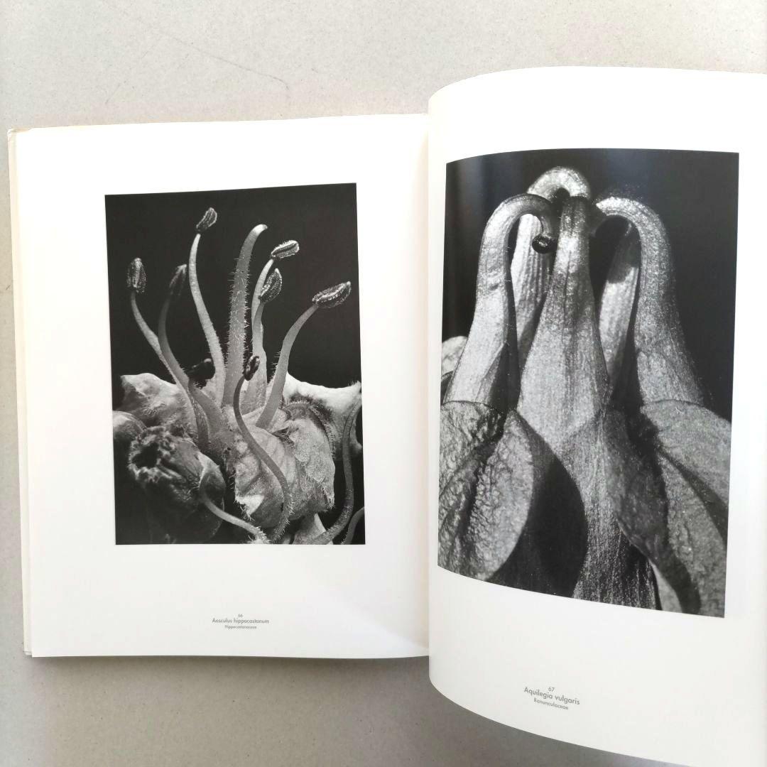 Die Welt der Pflanze/アルベルト・レンガー=パッチュ 写真集