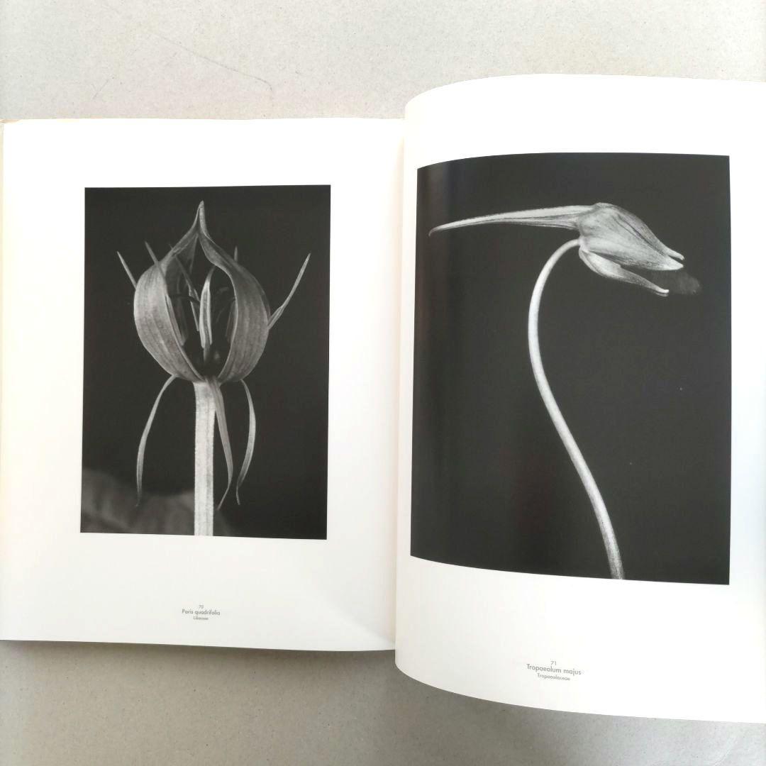 Die Welt der Pflanze/アルベルト・レンガー=パッチュ 写真集