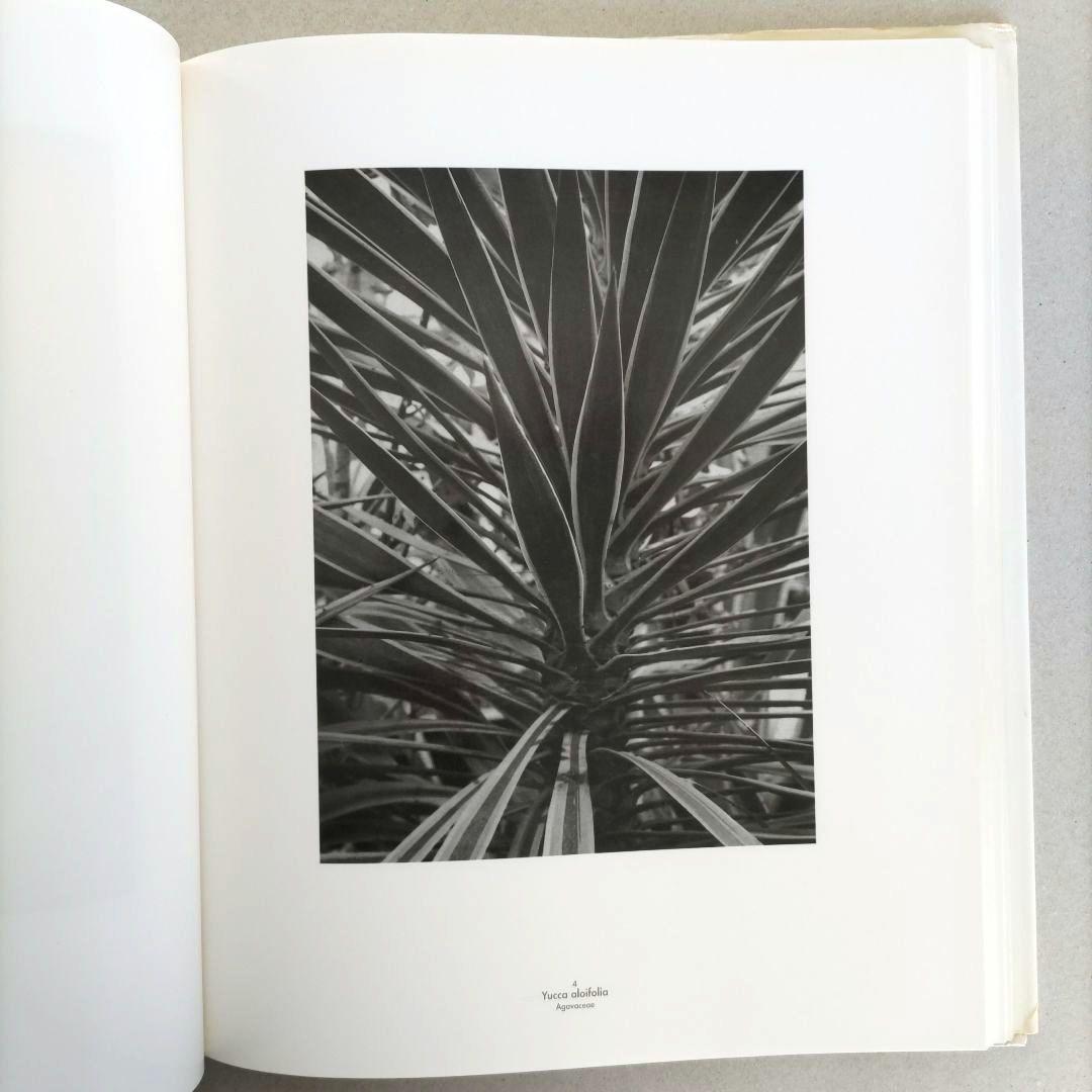 Die Welt der Pflanze/アルベルト・レンガー=パッチュ 写真集