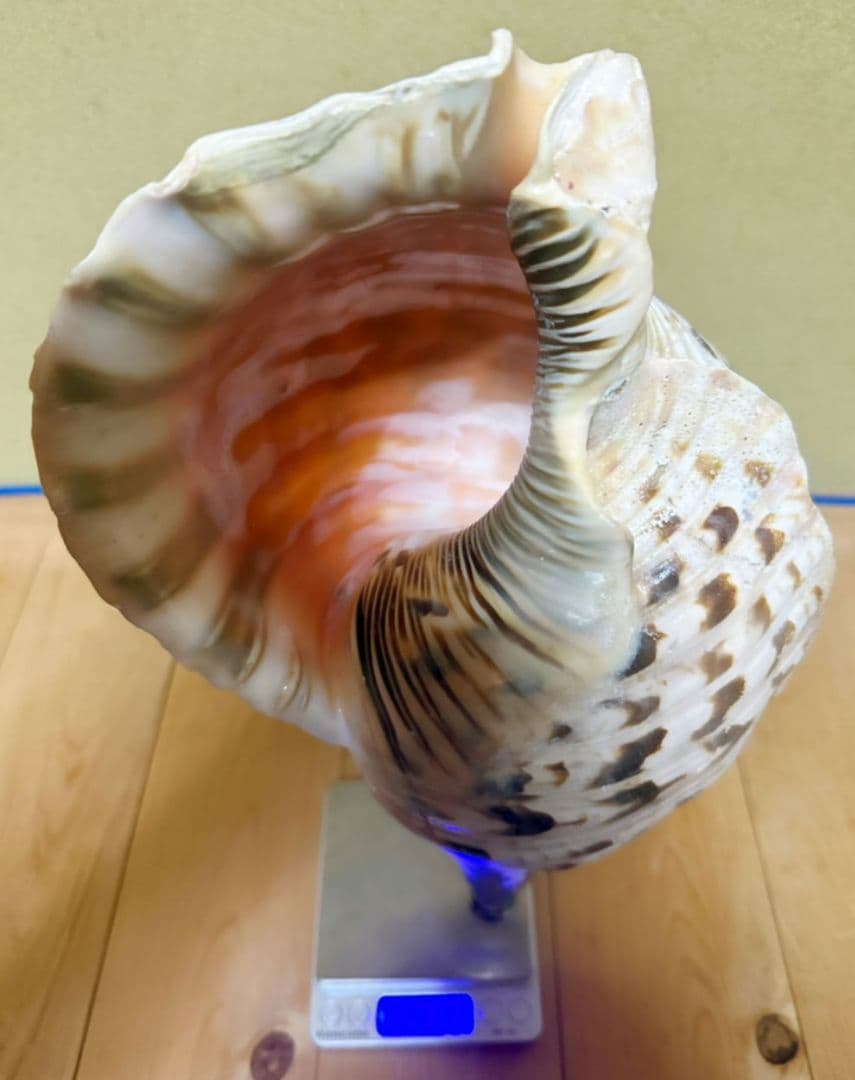 特大肉厚40.5㎝修験道法螺貝 山伏　密教　魔除け　ホラガイ　ほら貝