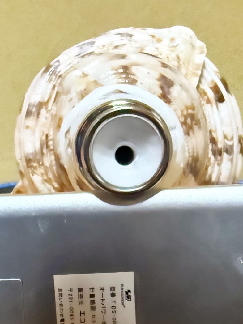 特大肉厚40.5㎝修験道法螺貝 山伏　密教　魔除け　ホラガイ　ほら貝