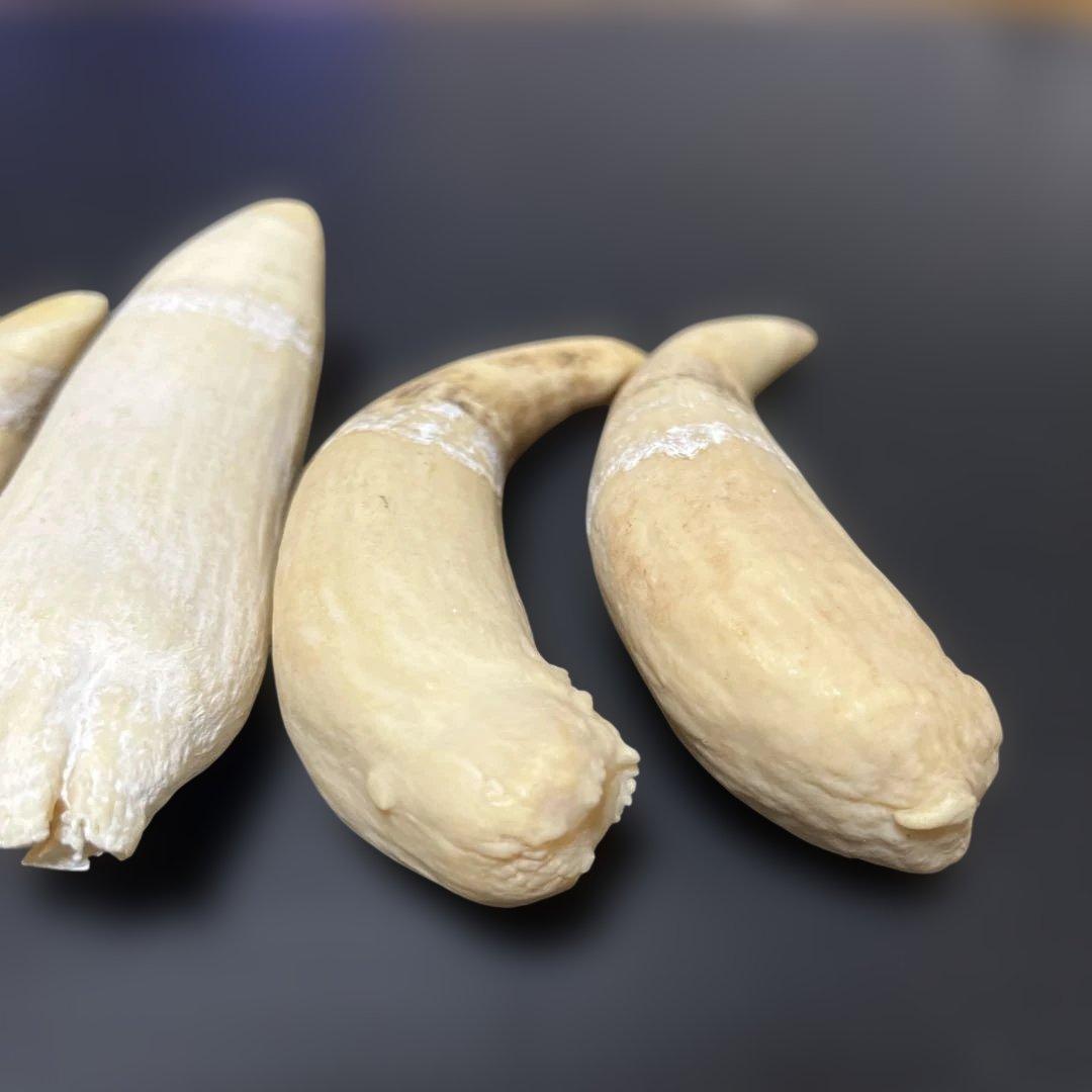 マッコウクジラ　雌歯