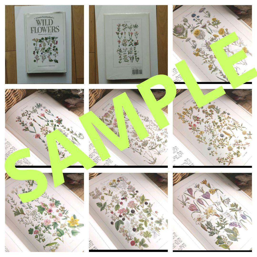 WILD FLOWERS 植物図鑑 ボタニカルアート 洋書 古書 サワビー