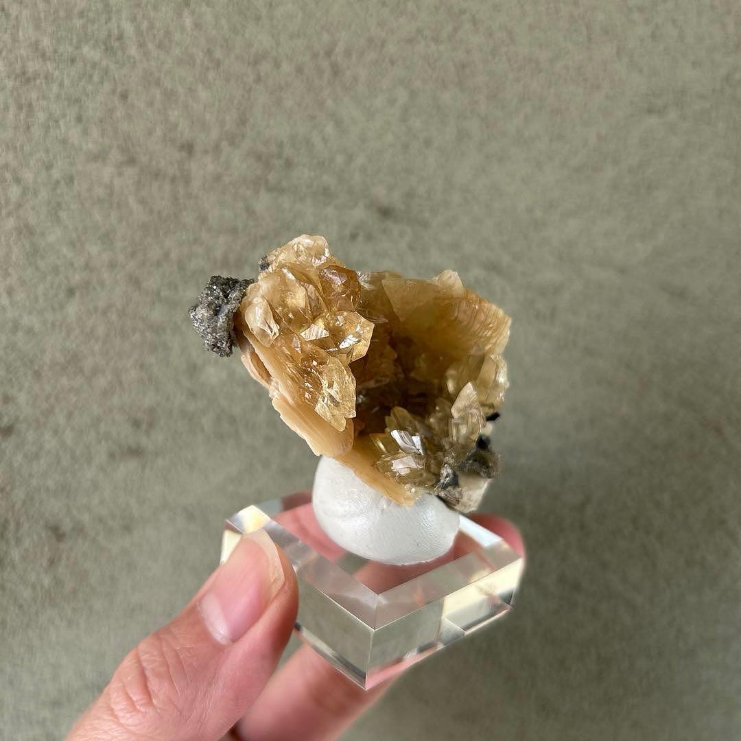 最終価格 希少 フロリダ州産 貝 化石 カルサイト