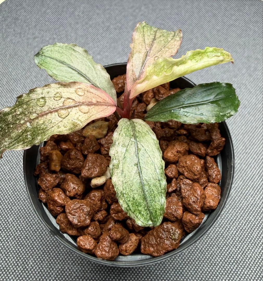 ブセファランドラ sp. ピンクバリエガータ