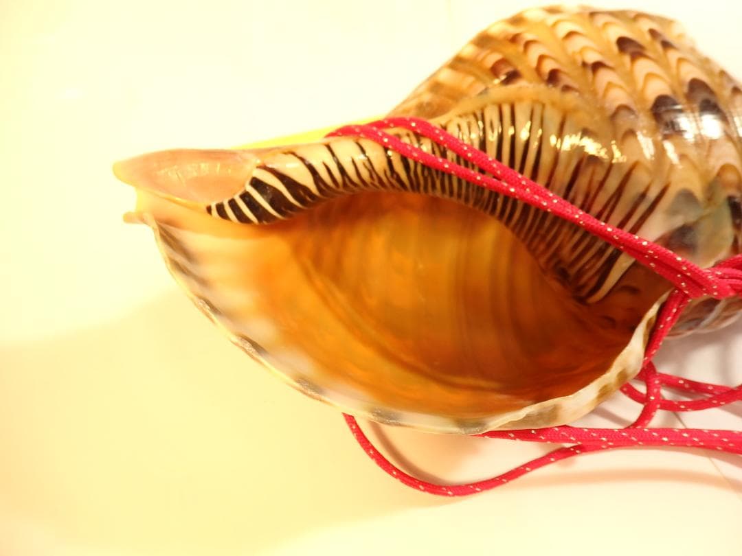 法螺貝 約37㎝ 木製歌口,赤紐付　新品　 MH-445