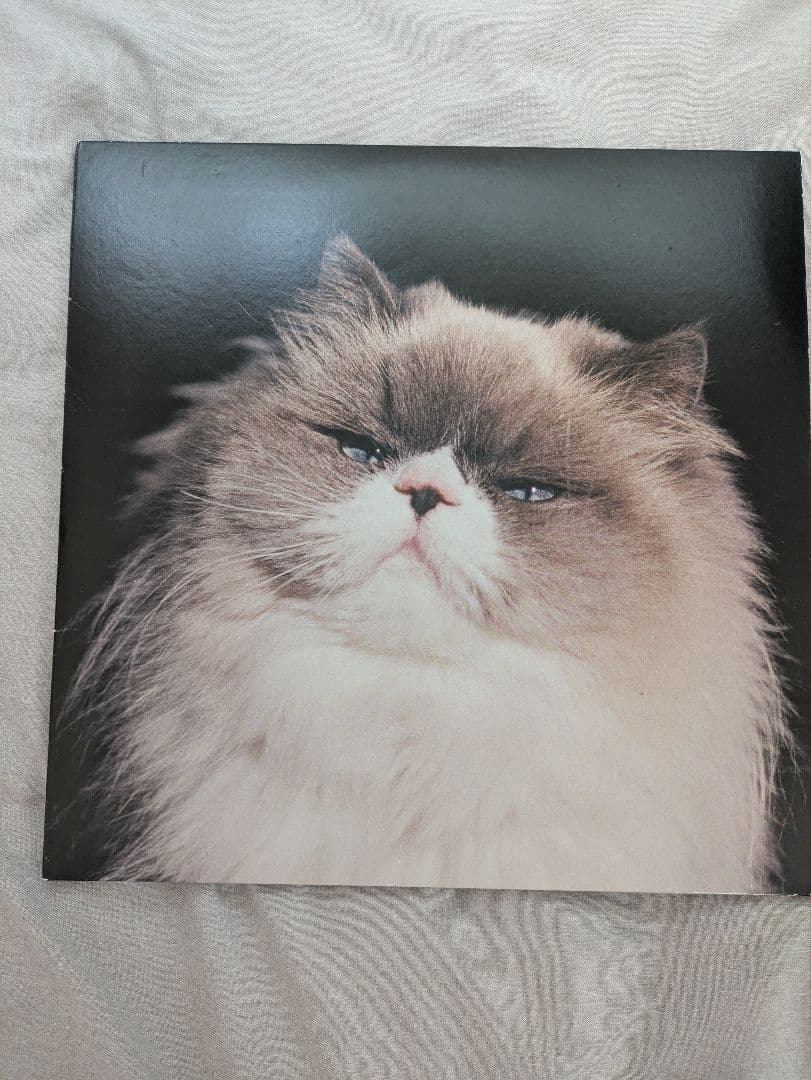 カネコアヤノ燦々 lp