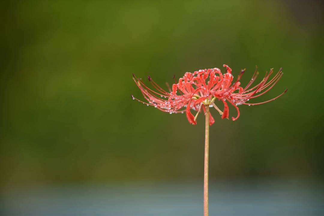 【rata】AI AF-I 300mm f2.8 D ED CT-304