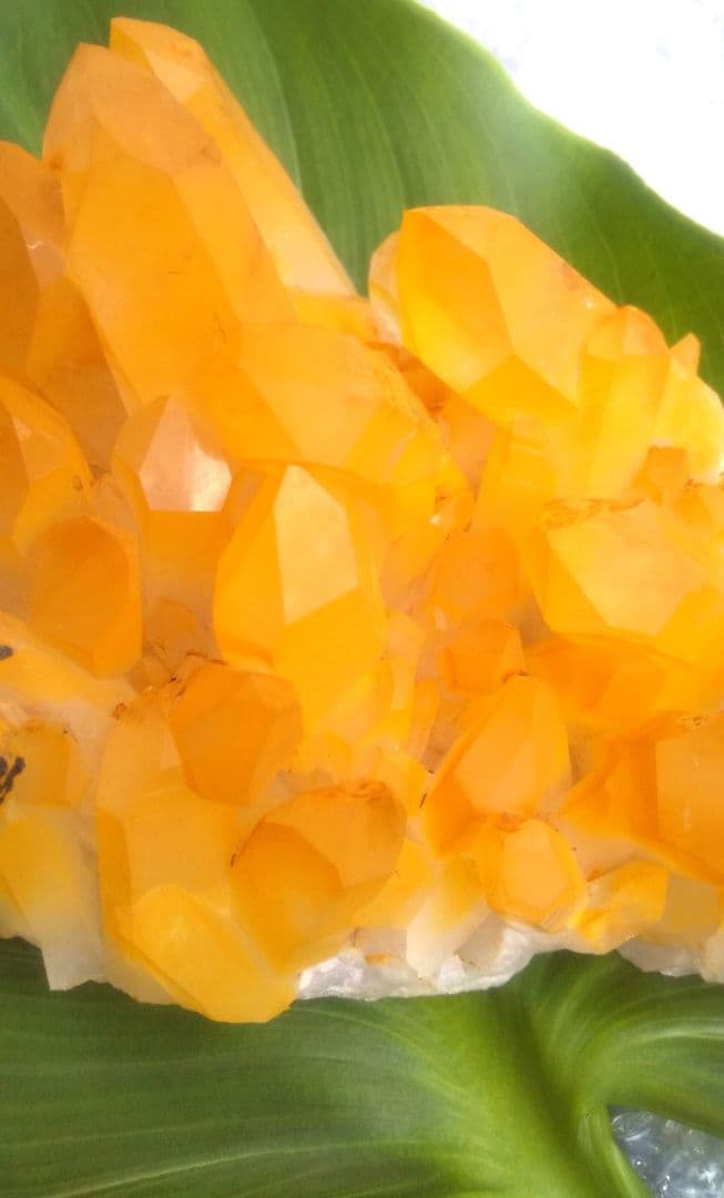 超希少 ゴールデンヒーラー クラスター ギャランティカード付き