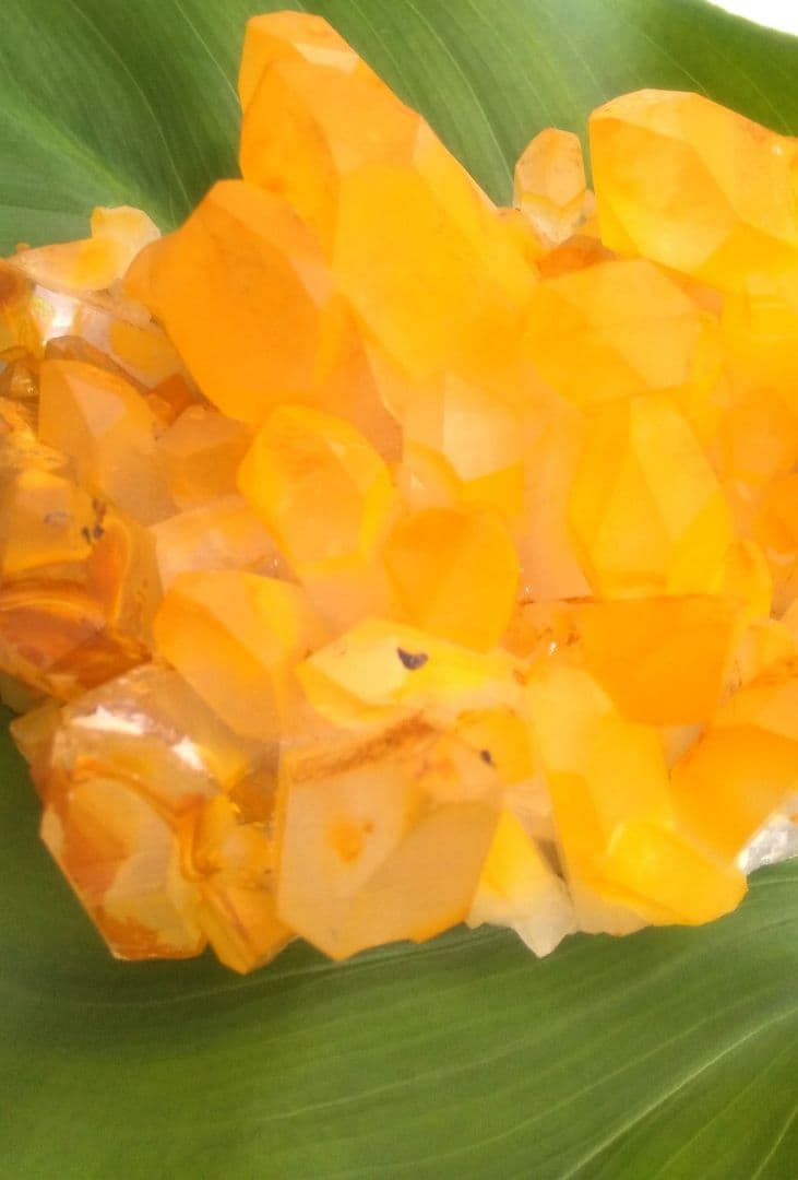 超希少 ゴールデンヒーラー クラスター ギャランティカード付き