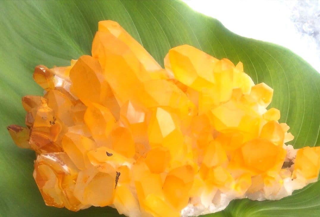 超希少 ゴールデンヒーラー クラスター ギャランティカード付き