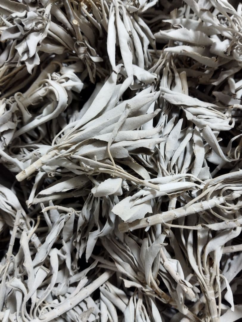 激安価格☆無農薬ホワイトセージ枝付き1kg　業務用価額ＡＡＡ