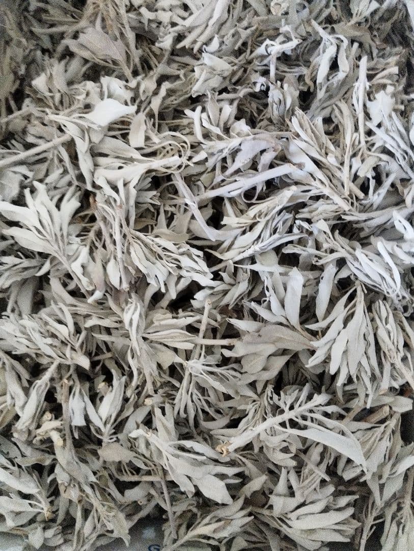 激安価格☆無農薬ホワイトセージ枝付き1kg　業務用価額ＡＡＡ