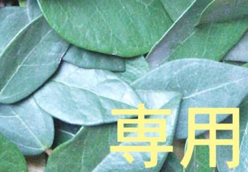 超リピート【お休み中 様】ドテラ Sm OG Pm 15ml 計3点 CP発送