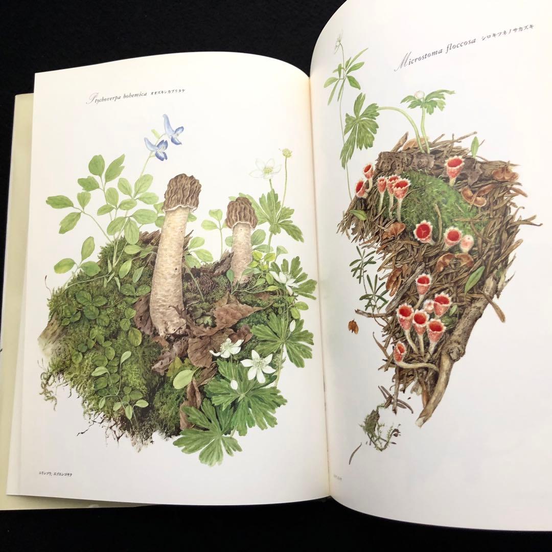 小林路子 画集「きのこ」1993年 初版 山と溪谷社