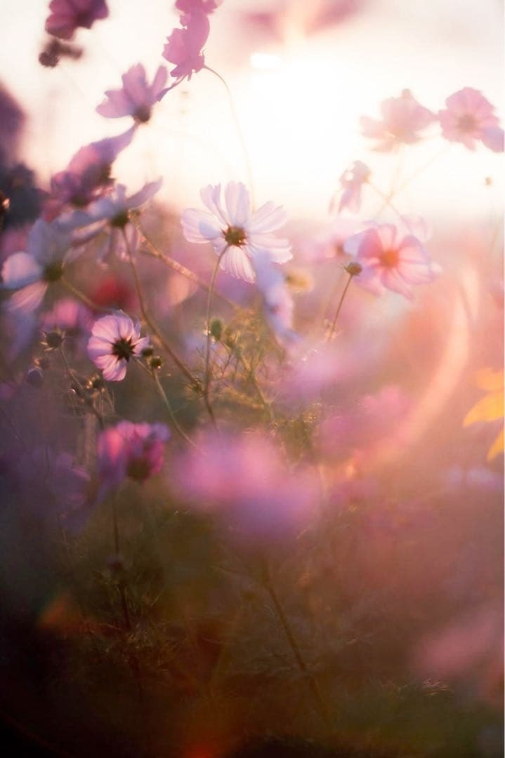 Super Takumar 55mm f1.8【前期型】【超初期ロット】【M42