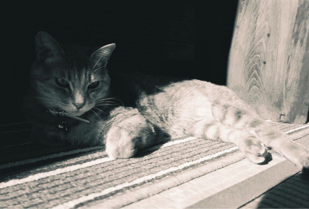 【作例あり】FUJIFILM NATURA CLASSICA ナチュラクラシカ