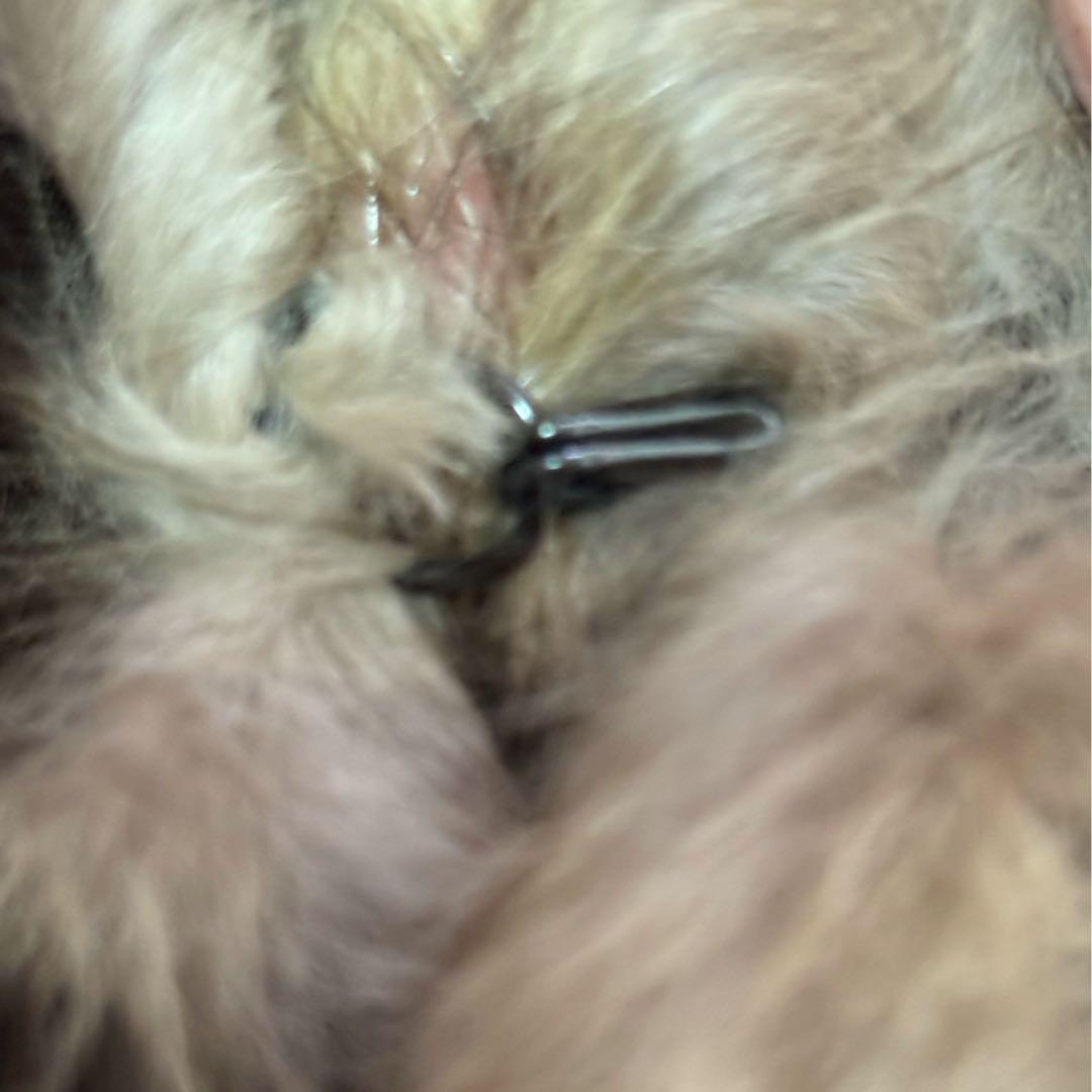 美品 Leilian レリアン セーブルファーカラー クリップ付 リアルファー