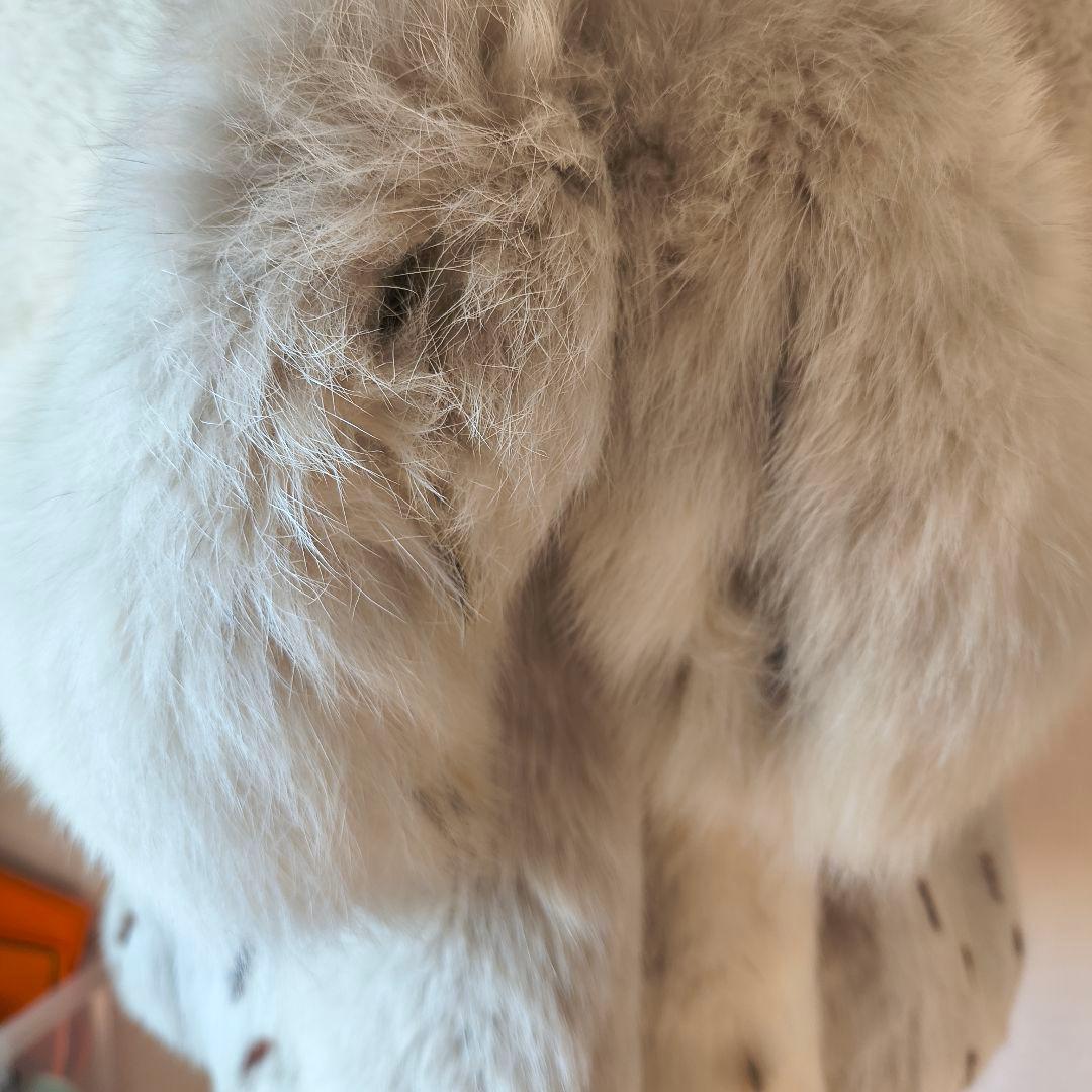 サガフォックス シャドーフォックス ハーフコート 金ラベル