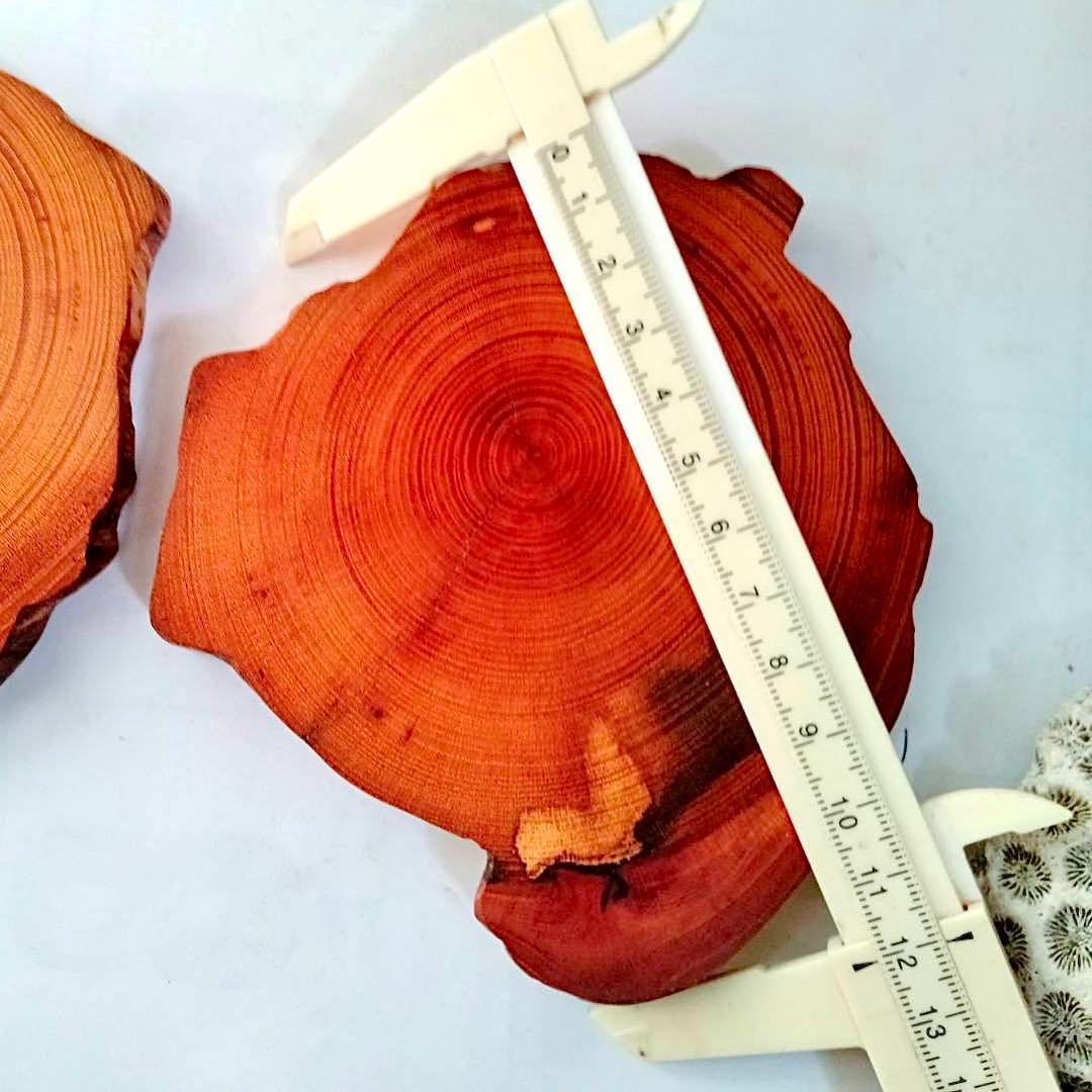 Borders様 リクエスト 5点 まとめ商品　輪切り　切り株　丸太　台座　花台