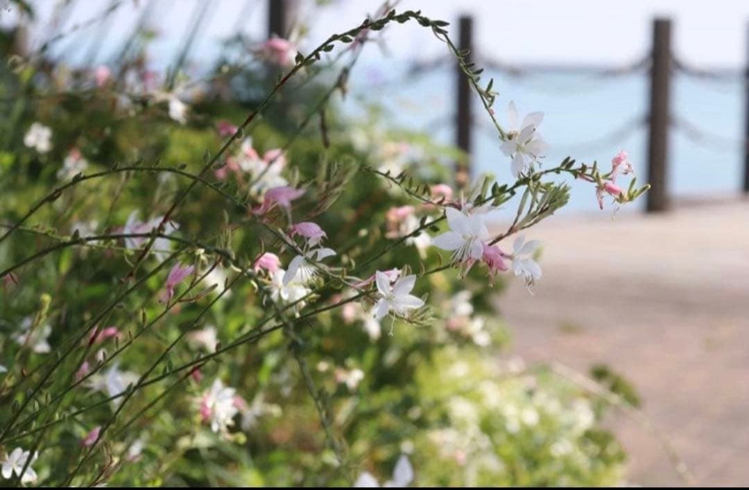 ★ OLYMPUS OM-1 + ★ MACRO 50mm