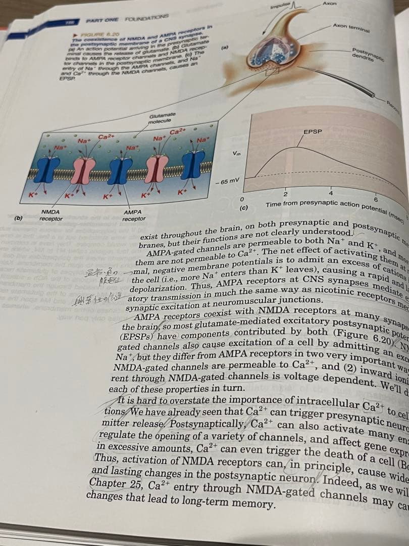 Neuroscience Exploring the Brain 書込有