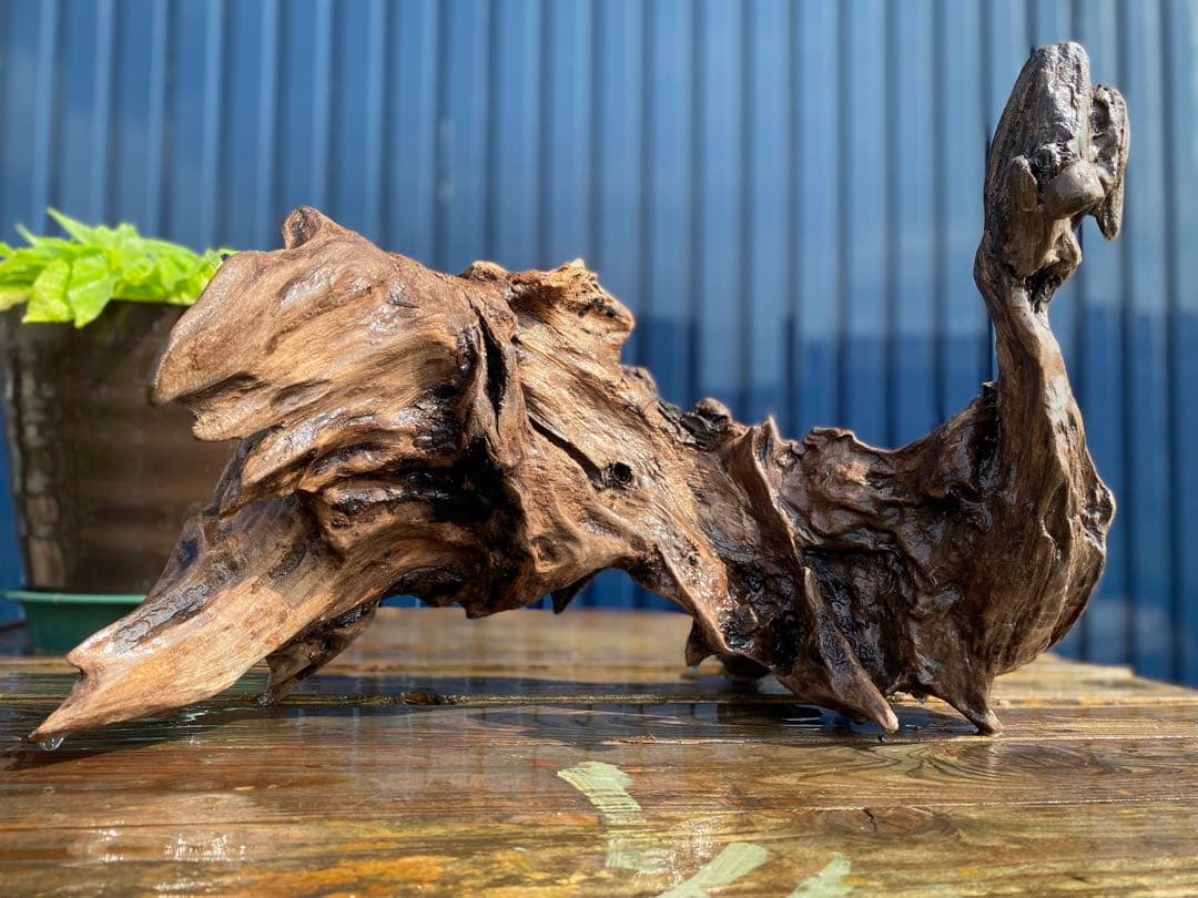 流木 大サイズ A800 ホーンウッド